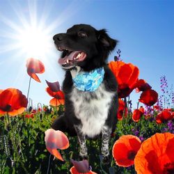 4 Perfect Pawz - Deshedding services