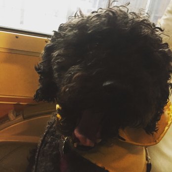 Mud Bay - Susan taking on the train to Portland in her Mudbay yellow raincoat!! - Pet Stores Near Me - Seattle, Washington Mud Bay - Susan taking on the train to Portland in her Mudbay yellow raincoat!! - Pet Stores Near Me - Seattle, Washington