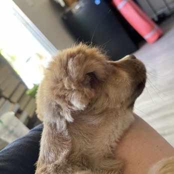 The Dogsmith - Pet Groomers Near Me - Palmdale, California
