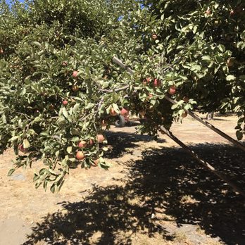 Willowbrook Apple Farm - Trees ready to be harvested. - Pick Your Own Farms Near Me - Oak Glen, California Willowbrook Apple Farm - Trees ready to be harvested. - Pick Your Own Farms Near Me - Oak Glen, California