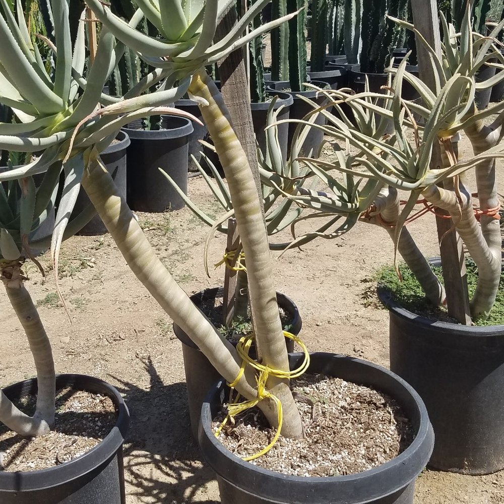 140.00, about 5 ft tall. Perfect 140.00, about 5 ft tall. Perfect