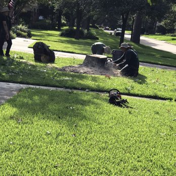 RF Tree Service - Stump prior to removal - Tree Services Near Me - Houston, Texas