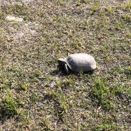 Turtle along the path Turtle along the path