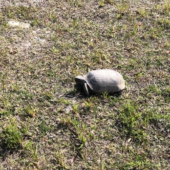 Lake Beresford Park - Turtle along the path - Hiking Near Me - DeLand, Florida Lake Beresford Park - Turtle along the path - Hiking Near Me - DeLand, Florida