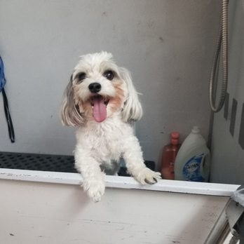 Tasha's Pet Spa - Pet Groomers Near Me - Paso Robles, California Tasha's Pet Spa - Pet Groomers Near Me - Paso Robles, California