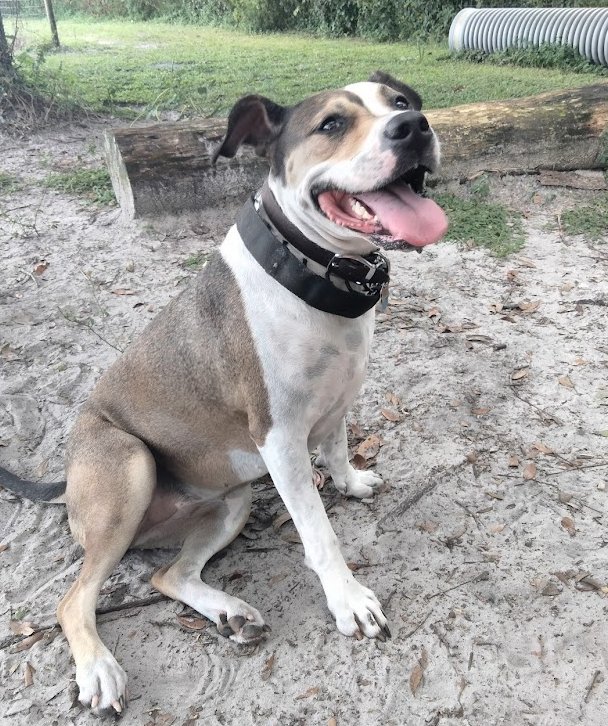 PTSDBREEDS DOGGIE DAYCARE AND TRAINING Updated September 2024 29