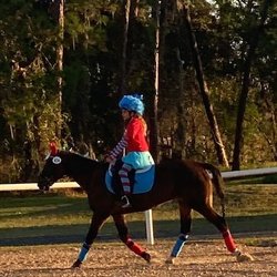Star Rise Stable