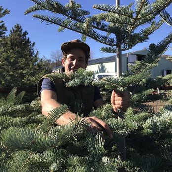 Julian Christmas Tree Ranch - Mikey. This tree is way to big - Christmas Trees Near Me - Julian, California Julian Christmas Tree Ranch - Mikey. This tree is way to big - Christmas Trees Near Me - Julian, California