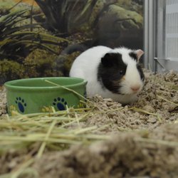 Angel's Pet World - Gerbil supplies hudson wi at Angel's Pet World