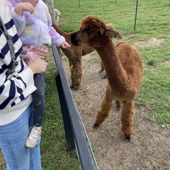 Kiwidinok Farm - Attraction Farms Near Me - Boyne City, Michigan Kiwidinok Farm - Attraction Farms Near Me - Boyne City, Michigan