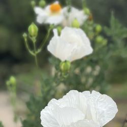 Heaps Peak Arboretum