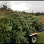 Photo of Snow Valley Christmas Tree Farm