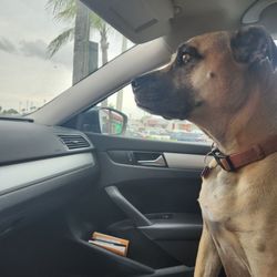 McDonald's - Waiting in McDonald's drive-thru