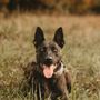 Photo of Bullet Proof Dog Training San Antonio