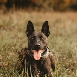 Bullet Proof Dog Training San Antonio