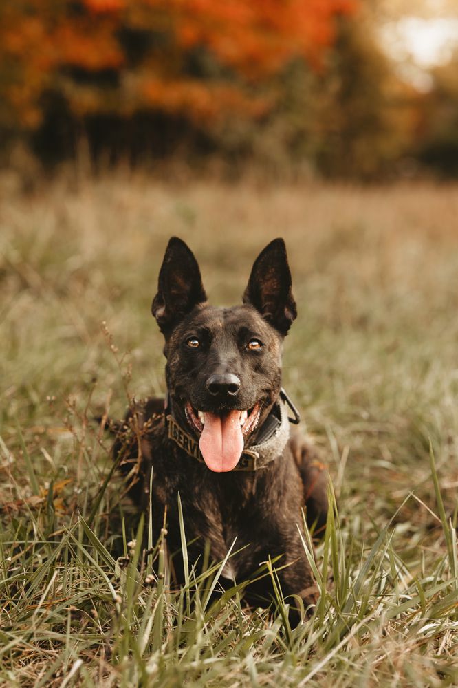 BULLET PROOF DOG TRAINING SAN ANTONIO Updated August 2024 26 Photos