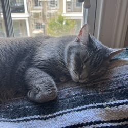 Blissful Buddha Pet Services - Cat sitting