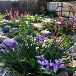 Plant Material - Our shade garden in Long Beach, CA: Pacific Coast Iris, "Wendy" Coral Bells, Patrick's Point Fescue, "Claremont" Pink Flowering Currant.