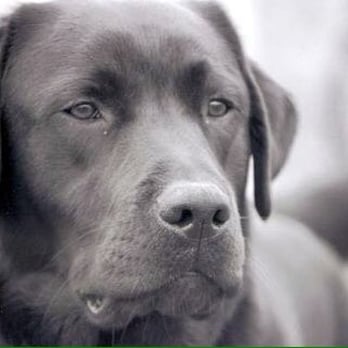 fairfield veterinary clinic