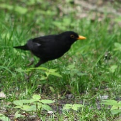 Wandelbos Groenendaal