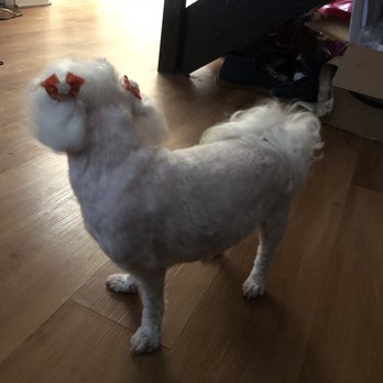 Rainbow Grooming Mobile Service - Pet Groomers Near Me