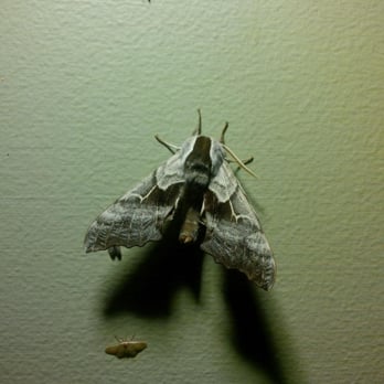 A Riverhouse Lodge - This guy was the size of my palm. - Hotels Near Me - Buena Vista, Colorado