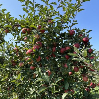 County Line Orchard - Apple trees - Venues & Event Spaces Near Me - Hobart, Indiana County Line Orchard - Apple trees - Venues & Event Spaces Near Me - Hobart, Indiana