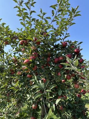 County Line Orchard by null