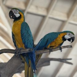 Wildlife World Zoo, Aquarium & Safari Park