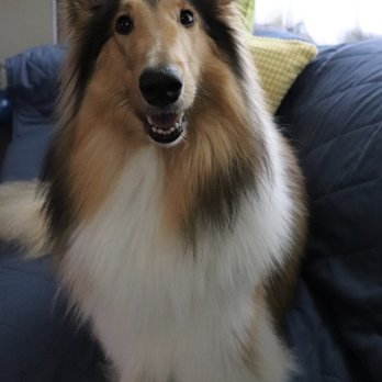 splish splash doggy daycare and spa