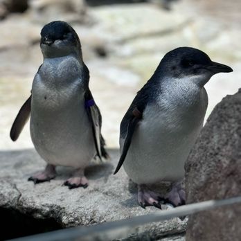 Birch Aquarium - Aquariums Near Me - La Jolla, California