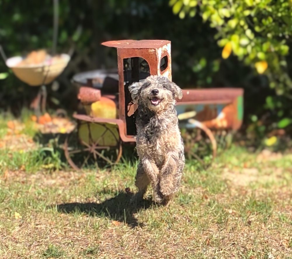 SAMANTHA G STRICKLER DOG GROOMING AND BREEDER Updated May 2024 31 Photos 2801 E Mercury St