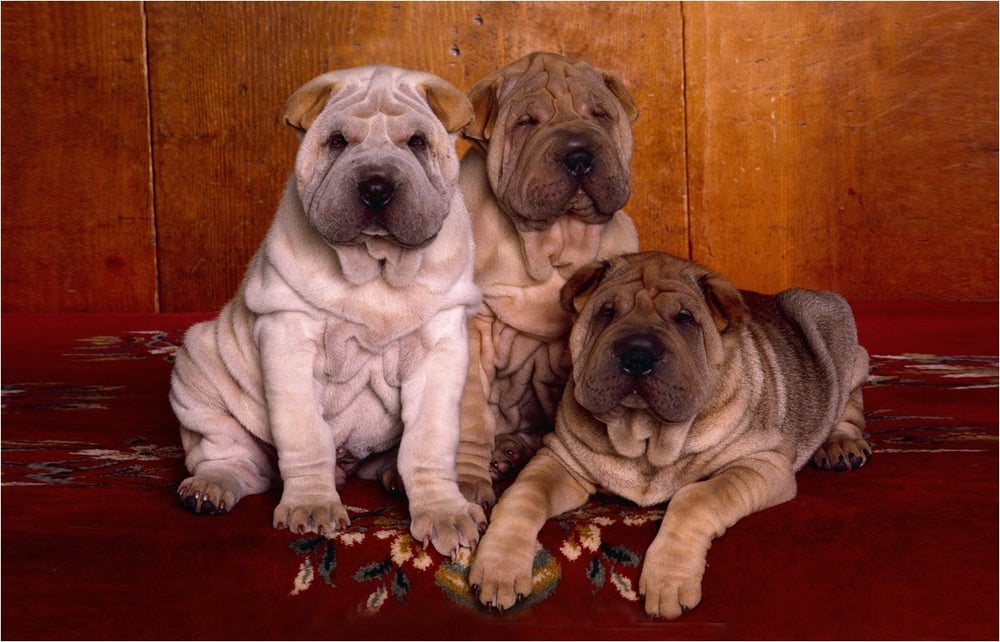 OCONNOR CARPET & FURNITURE CLEANERS Oconomowoc, WI Yelp