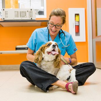 BluePearl Pet Hospital - Veterinarians Near Me - Malvern, Pennsylvania BluePearl Pet Hospital - Veterinarians Near Me - Malvern, Pennsylvania