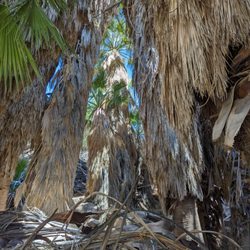 Lost Palms Oasis - You can get into the middle of the palms by going a little past them and then ducking in