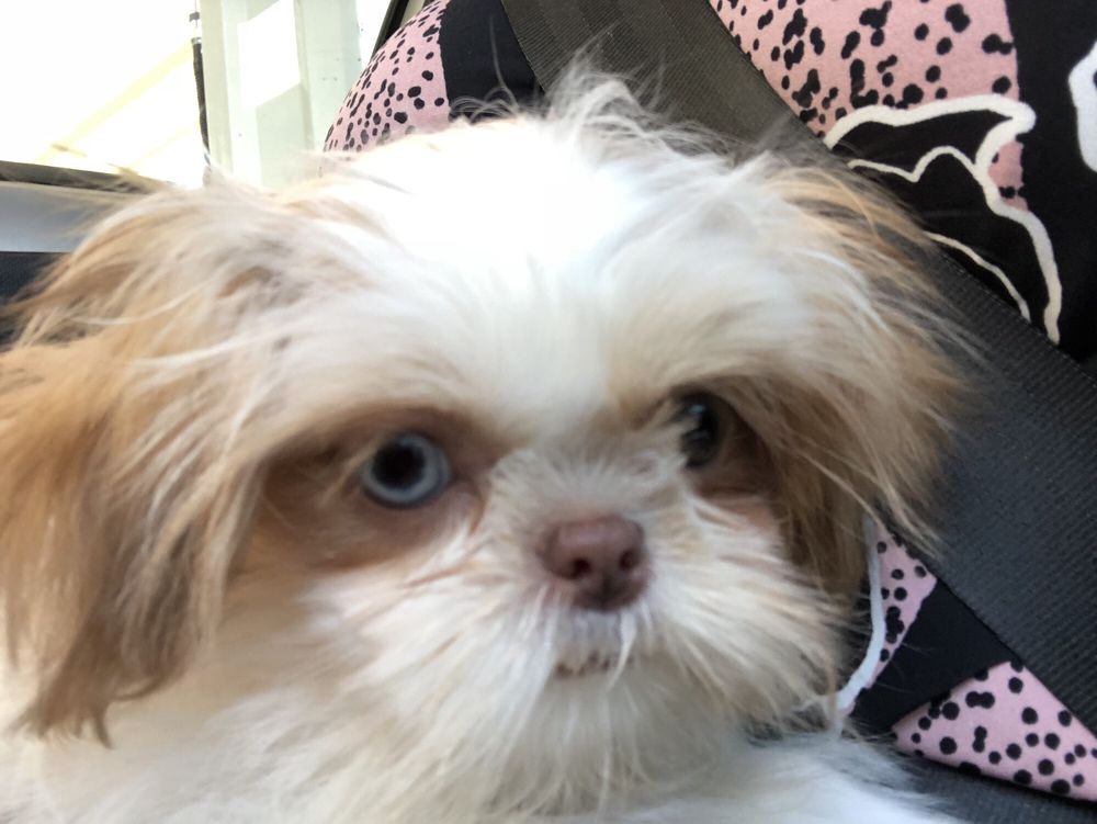 puppy heaven near me