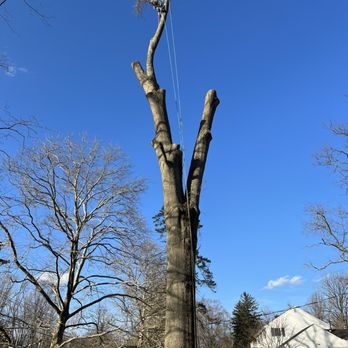 Kristian Tree Service - Tree Services Near Me - Charlotte, North Carolina Kristian Tree Service - Tree Services Near Me - Charlotte, North Carolina