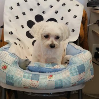 Cookie & Friends - Boa waking up from her nap, She wanted hugs all day. - Pet Groomers Near Me - Fort Lee, New Jersey