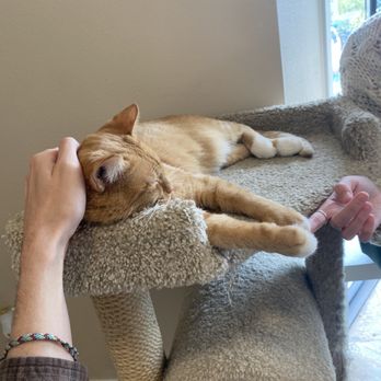 Coffee Cats - Frank - Pet Adoption Near Me - West Des Moines, Iowa