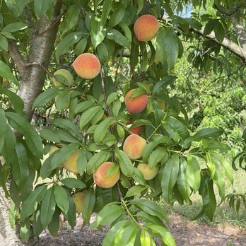 Graham's U Pick Peaches - Pick Your Own Farms Near Me - Umatilla, Florida Graham's U Pick Peaches - Pick Your Own Farms Near Me - Umatilla, Florida