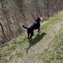 Photo of Paws PT