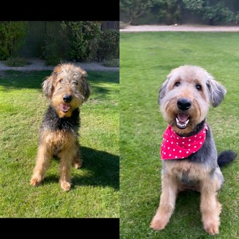 Wagging Tails Pet Resort - Winston the Airedale - Pet Sitting Near Me - Tempe, Arizona Wagging Tails Pet Resort - Winston the Airedale - Pet Sitting Near Me - Tempe, Arizona