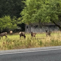 Ashford County Park - Elk running about!