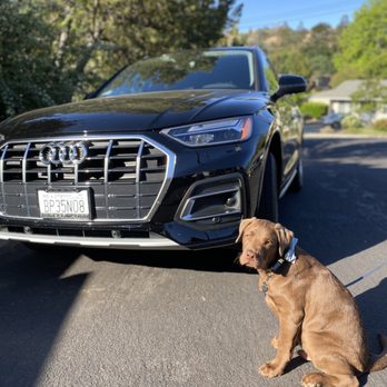 Audi Concord - Puppy approved! - Auto Repair Near Me - Concord, California Audi Concord - Puppy approved! - Auto Repair Near Me - Concord, California