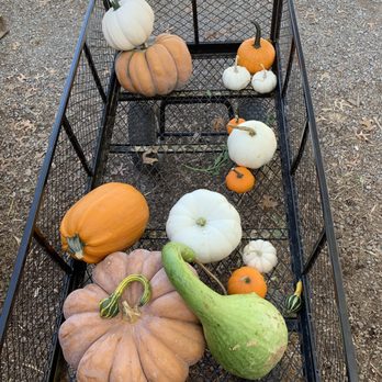 Flying Ghost Pumpkin Patch - Pumpkin Patches Near Me - Nashville, Tennessee