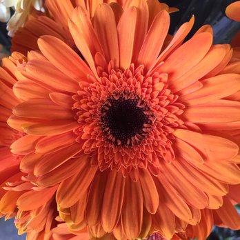 Bryan's Grocery - An orange Gerbera daisy 3/20/21 - Grocery Near Me - San Francisco, California Bryan's Grocery - An orange Gerbera daisy 3/20/21 - Grocery Near Me - San Francisco, California