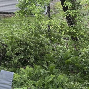 Joey D's Tree Service - Ferns and ground cover plants in my yard - Tree Services Near Me - Andover, Minnesota Joey D's Tree Service - Ferns and ground cover plants in my yard - Tree Services Near Me - Andover, Minnesota