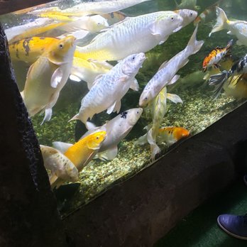 Austin Aquarium - Aquariums Near Me - Austin, Texas Austin Aquarium - Aquariums Near Me - Austin, Texas