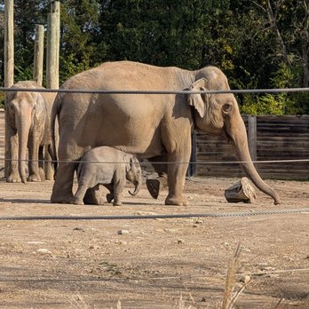 Columbus Zoo and Aquarium - One of the new baby elephants. - Zoos Near Me - Powell, Ohio