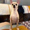 Your Pet Stop gift card